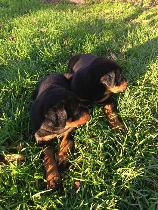 Ротвайлер -две женски