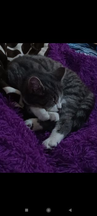 Отдам кошку в хорошие руки