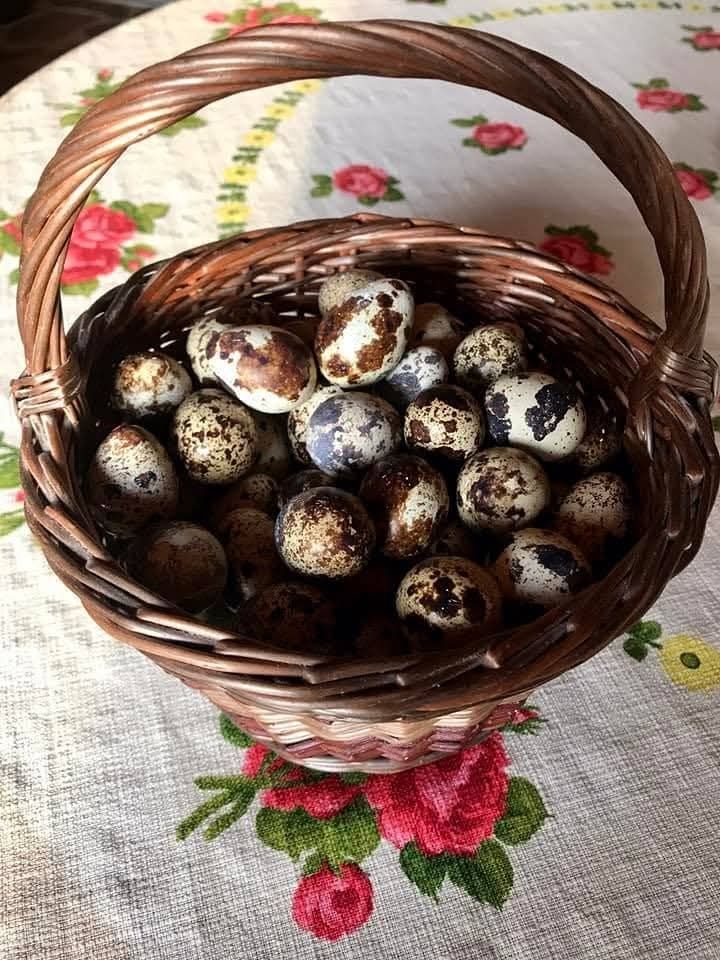 Ouă de prepeliță