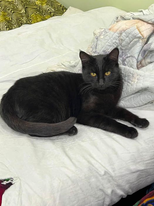 Отдам в хорошие руки