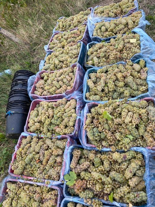Struguri de vin de Vrancea