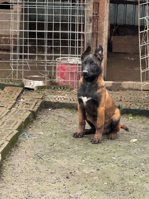 ciobanesc belgian malinois
