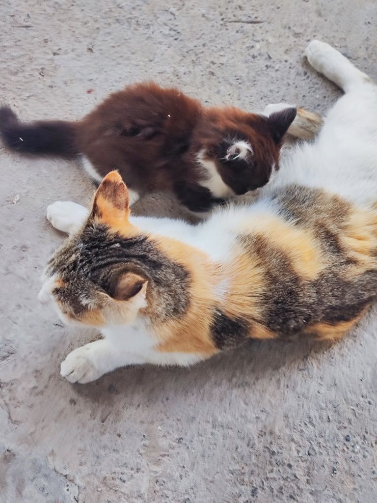 Отдам в хорошие руки котенка