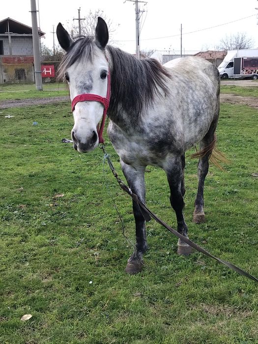 Vând iapă de 5 ani orice probă