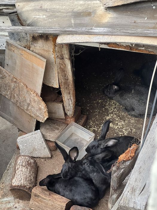 Продавам зайци Стара Загора