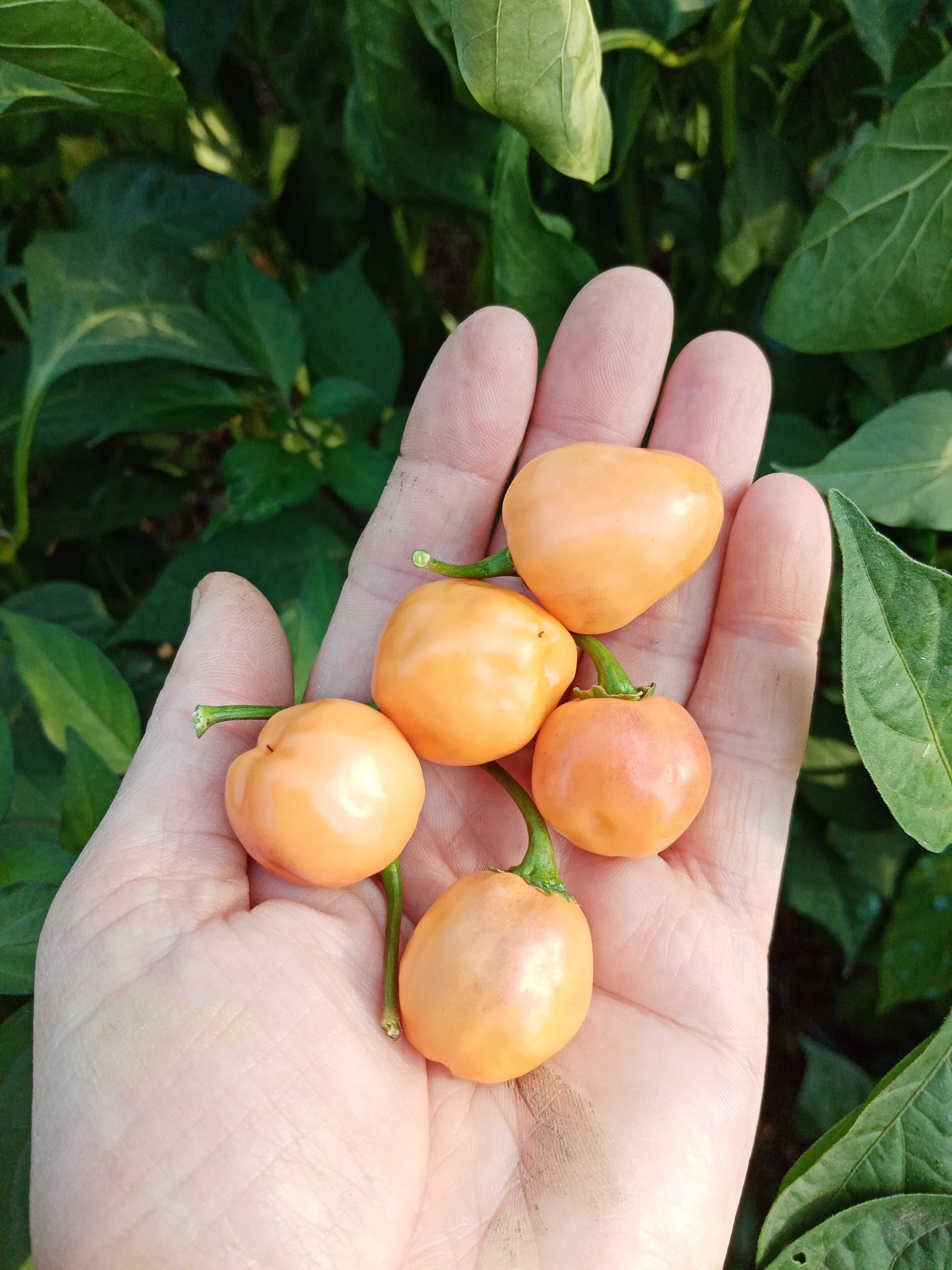 seminte ardei iuti ( carolina reaper, aji charapita, bhut jolokia )