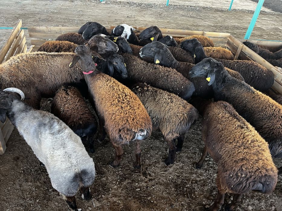 Қойлар  сатылады