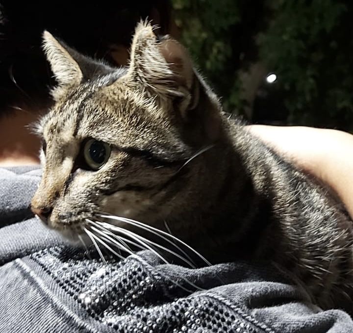 Ириска кошечка в добрые руки