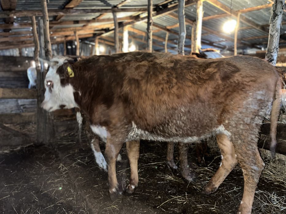 Продается 5 голов КРС