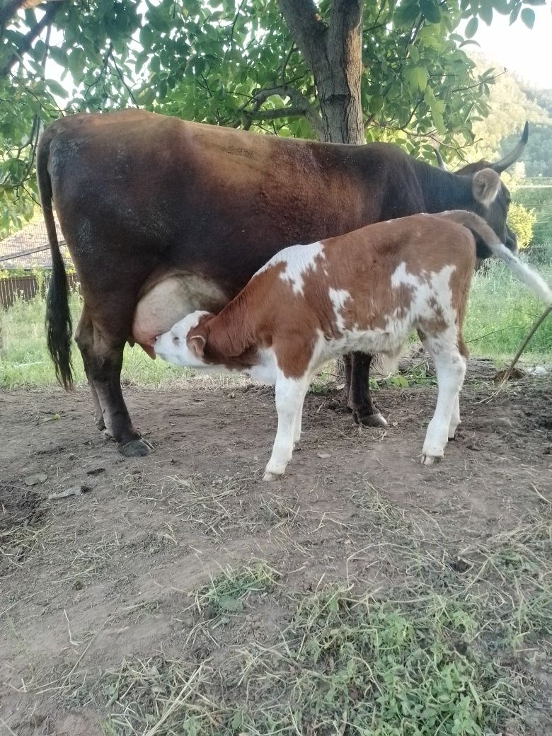 Vaca de vanzare foarte bună de lapte