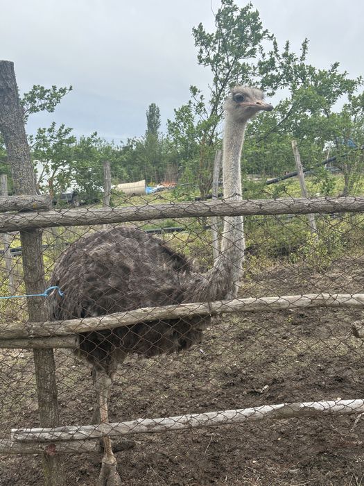 Struț femelă de vanzare