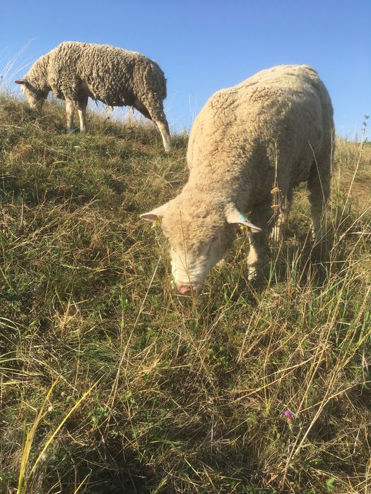 Scinb berbec ill de frans