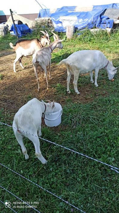 Căprițe Saanen (mama fica și un ied)