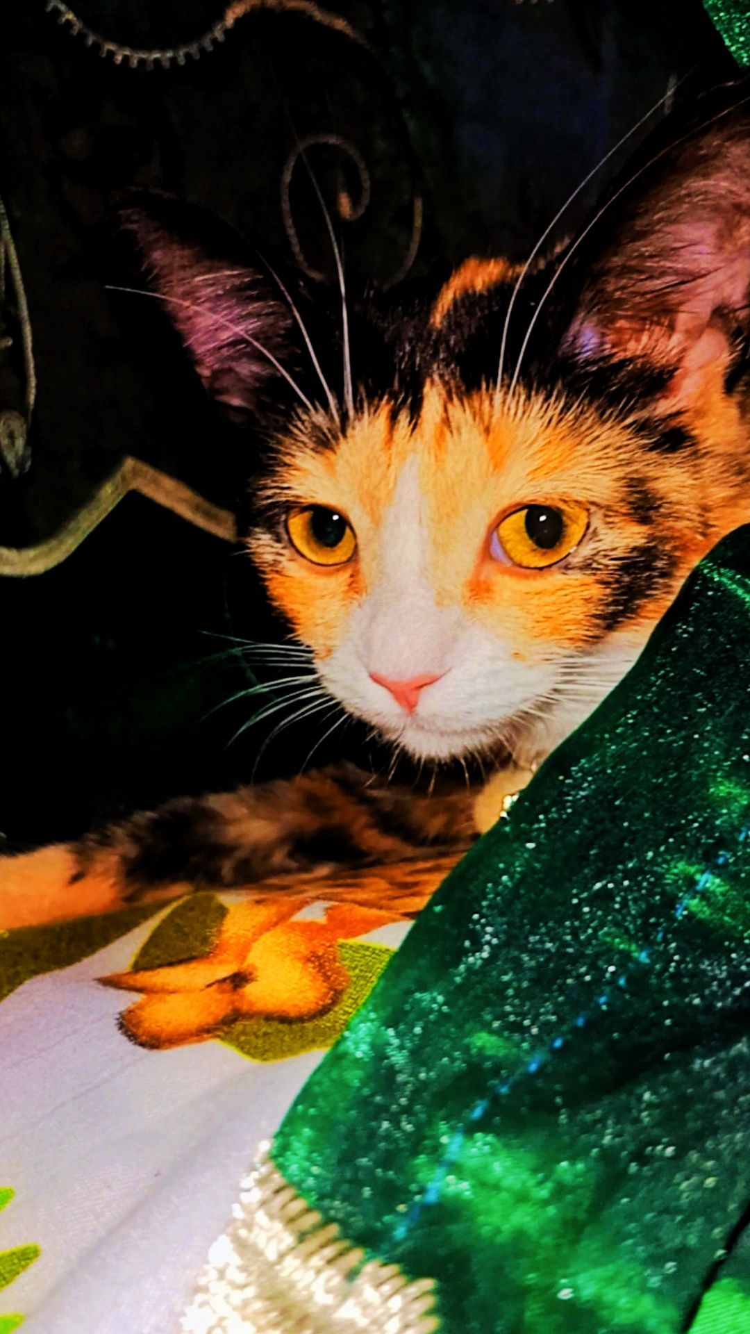 Котёнок в добрые руки.