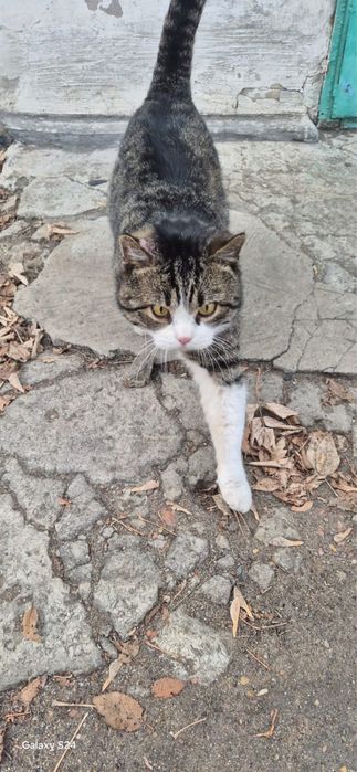 Ищем дом для котика