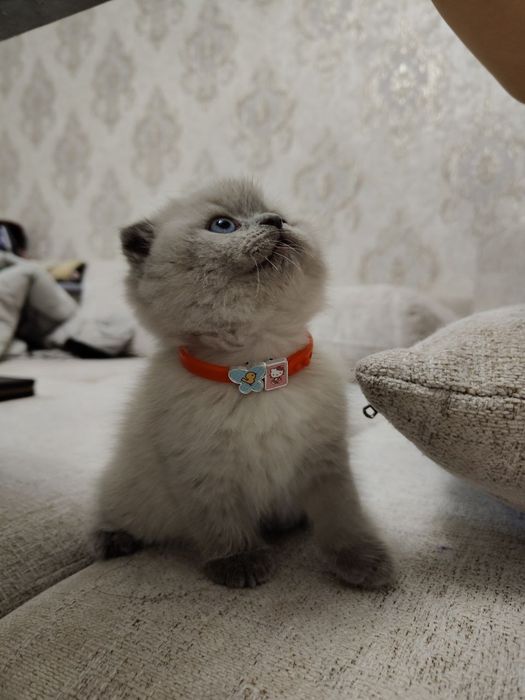 Кошка Котёнок Mushuk Mushukcha Skottish Fold Скоттиш фолд