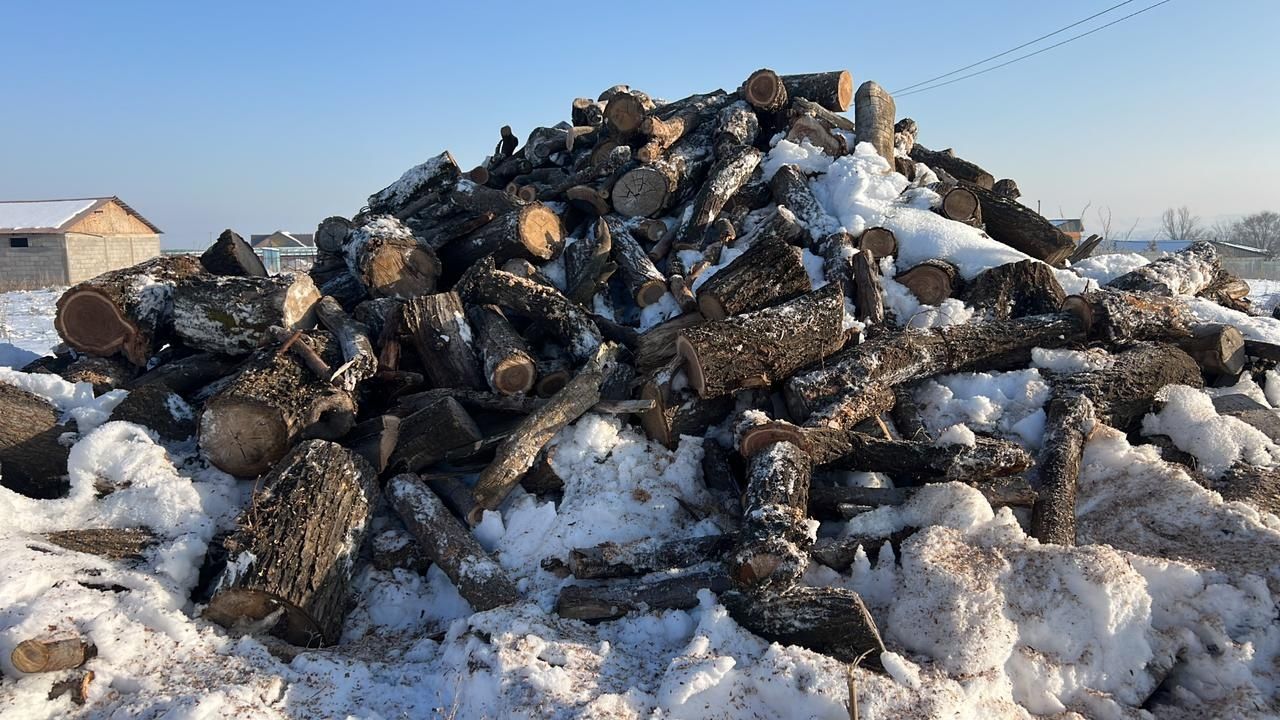 Карагач сухой для шашлика  қарағаш