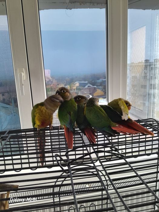 De vânzare pui papagali pyrrhura molinae