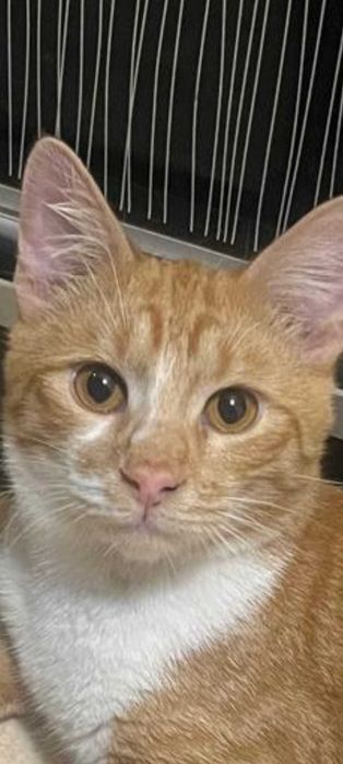 3 pisicute blande isi cauta familie