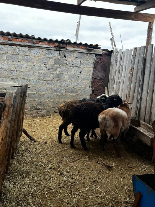 Продам Баранов кошкар