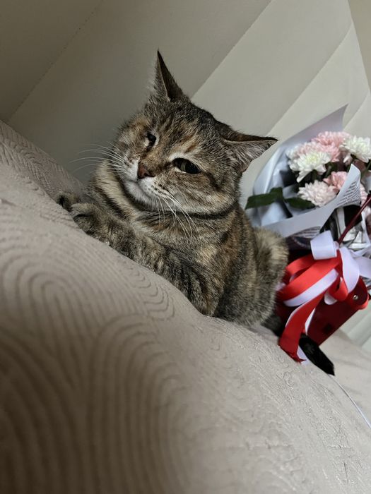 Отдам кошку только в добрые руки