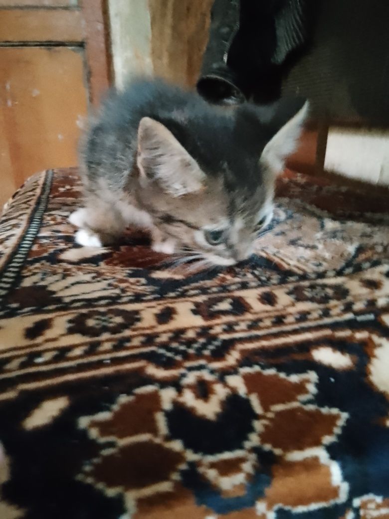 Котята бесплатно