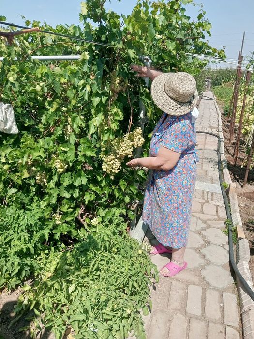 Продается дача 16,73 соток