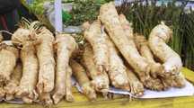 Rizomi ( tuberculi) de Hrean alb, pt plantat