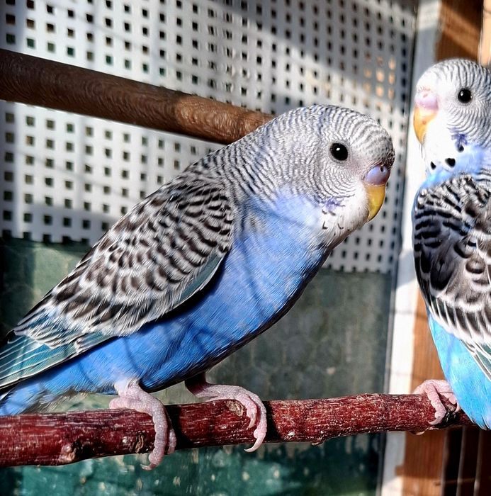 Волнистый попугай, молодые. Цена окончательная.