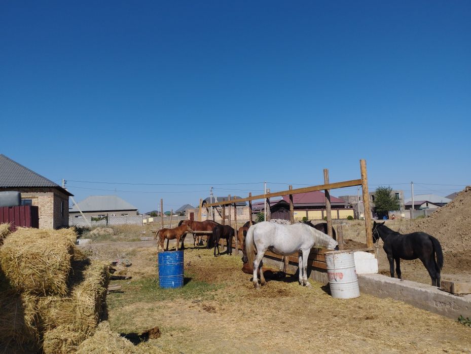 Саумал ,қымыз, қымыран