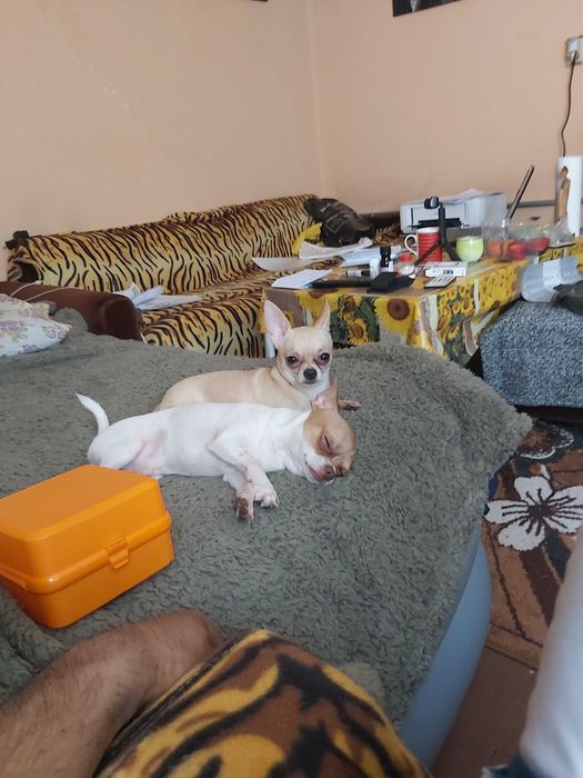 Продавам чихуахуа