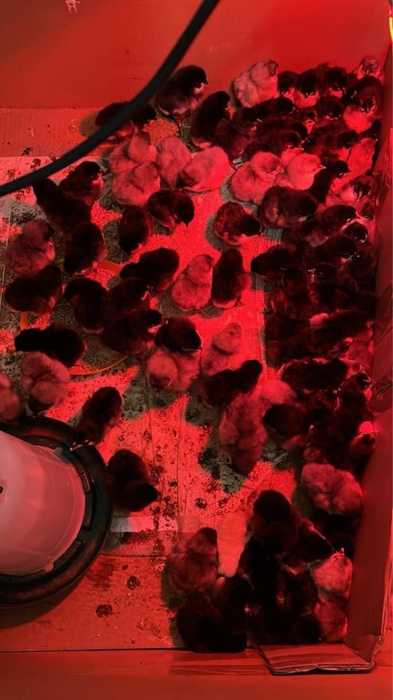 Pui australorp de vanzare