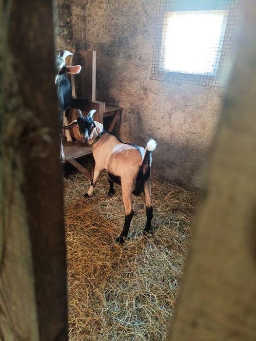 Продам козлика 5 месяцев