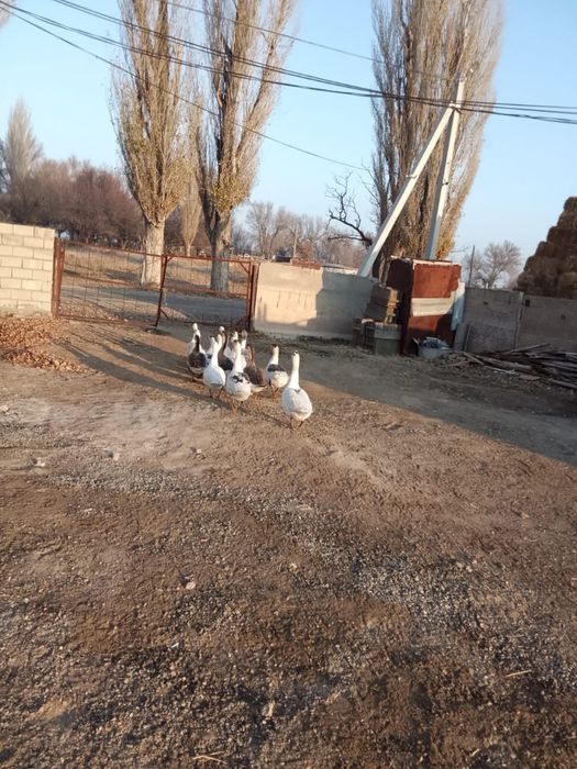 Продается Гусь , казы