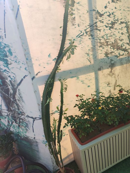 Срочно продам цветы