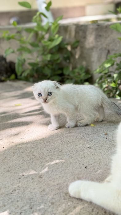 Скотш фолд девочка