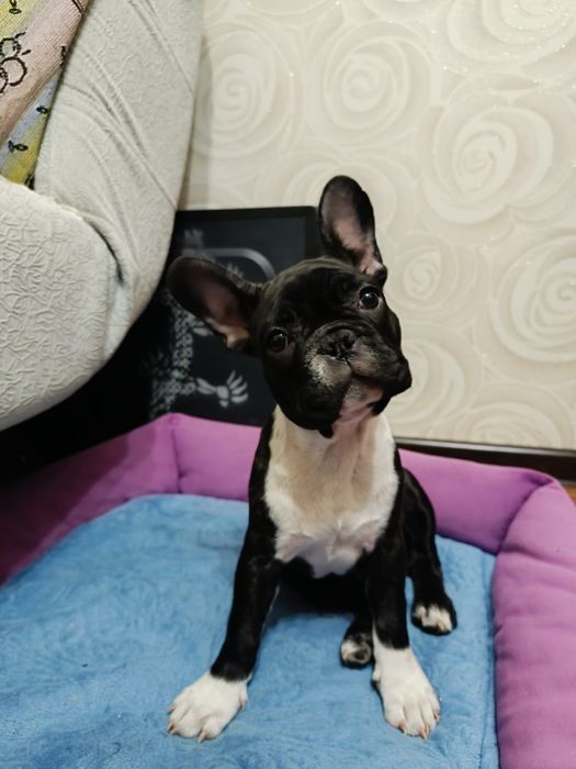 Продам щенка французского бульдога