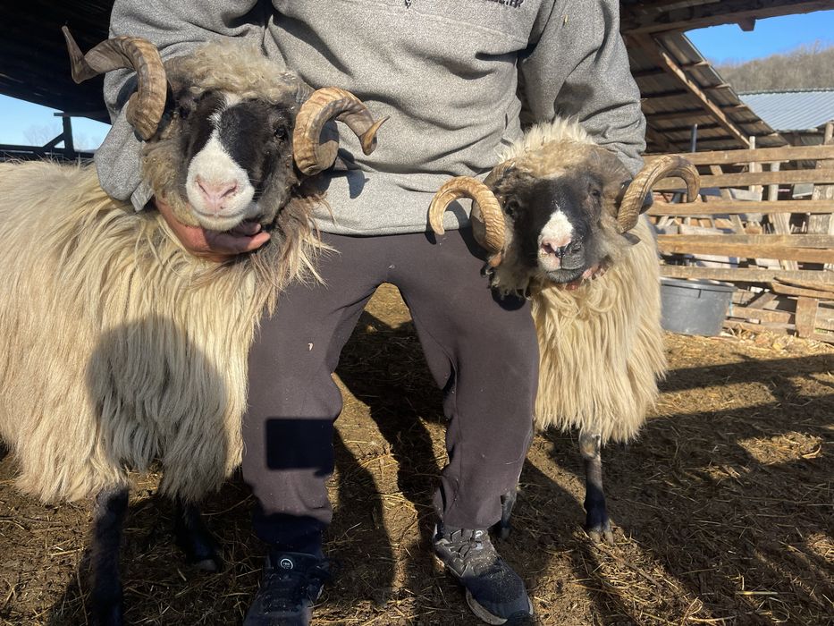 Carlani si miori brezi