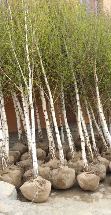 Adaugă Farmec cu Mesteacani în Grădina Ta!