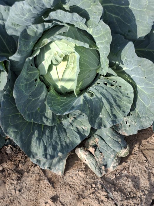 Varza de vazare Cociuba Mare