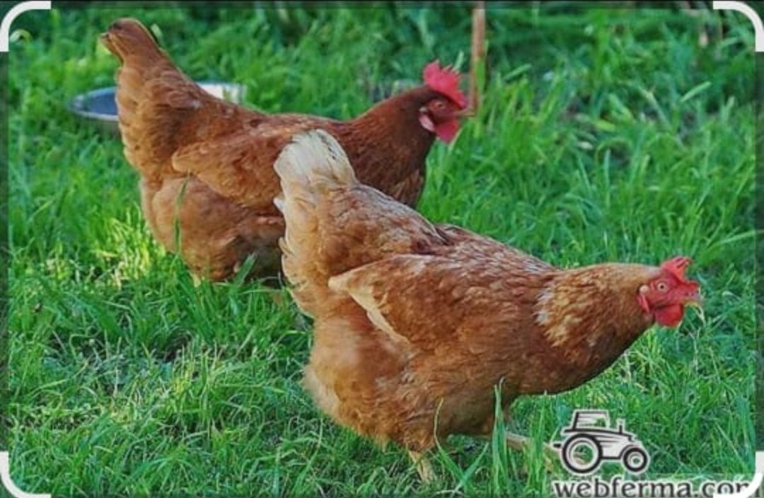 Продам кур домашних