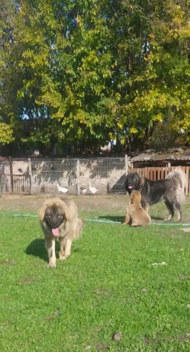 Кавказка Овчарка