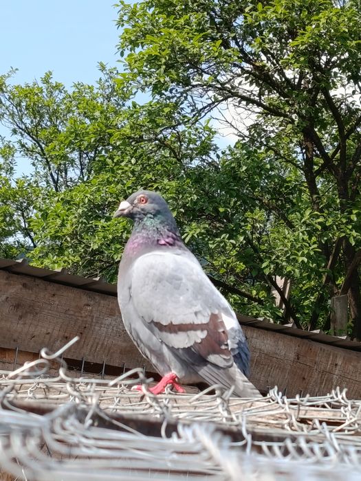 Porumbei voiajori