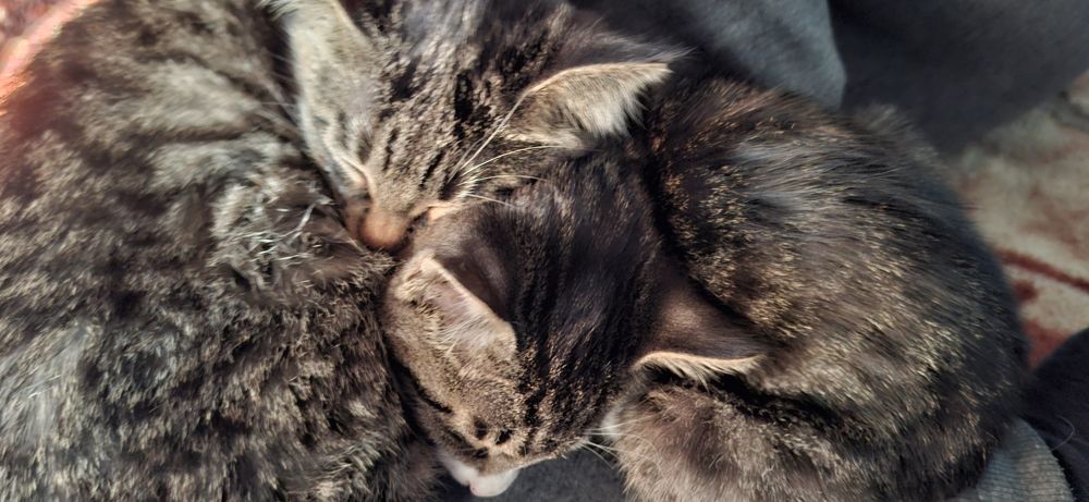 Отдам котят в добрые руки. Mushukchalarni mehrli qoʻllarga beraman