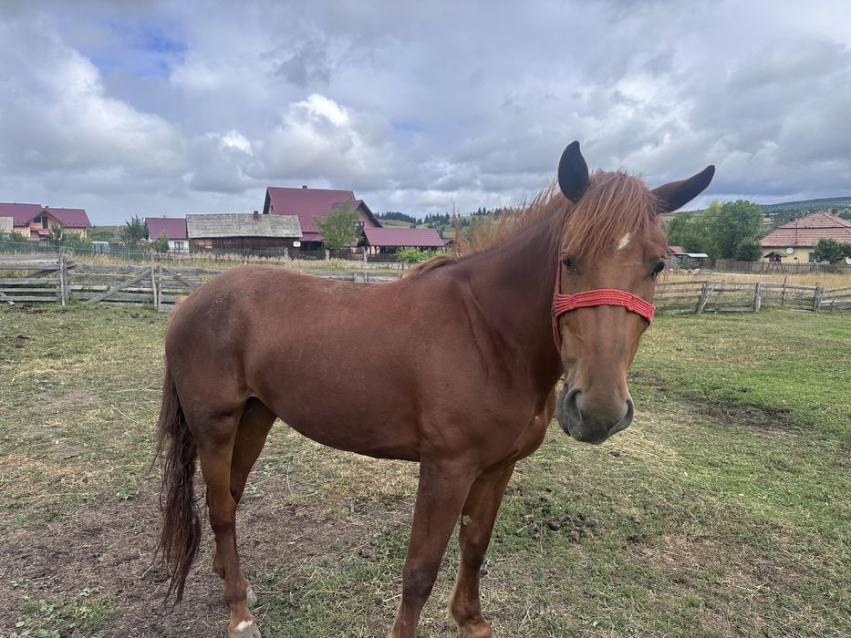 Vand mânză de 2 ani jumate