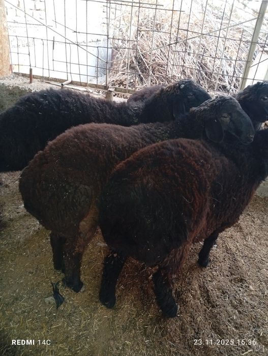 Кучкорлар сотилади тезда семиз сифатли йош хурон чиройли!