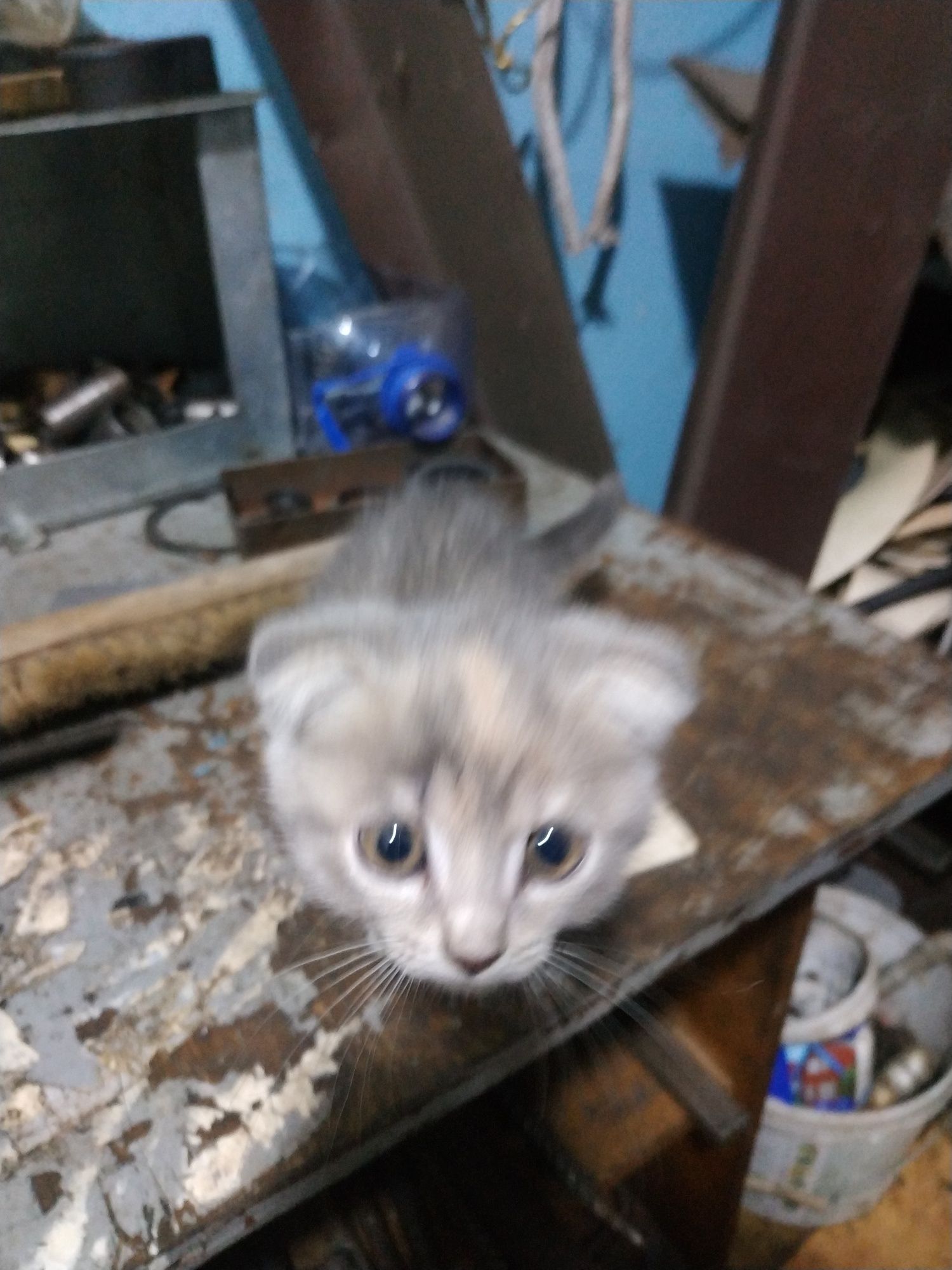 Продам котенка вислоухий