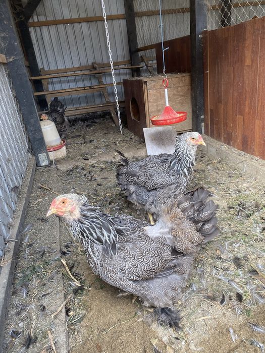 Vând familie de gaini Brahma Herminat inchis