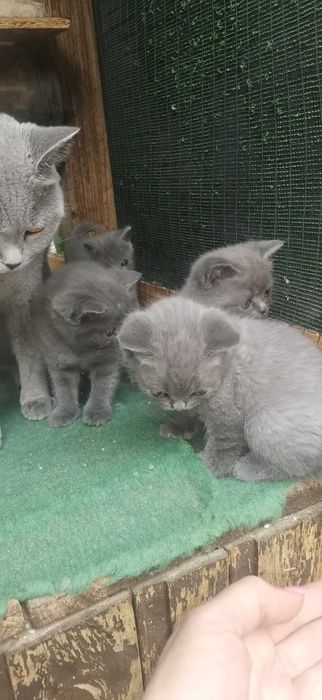 Британско коте момче и момиче