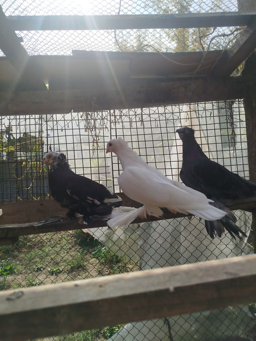 Продам голубеи разных